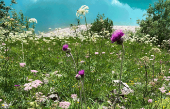Mediplant Mediplant