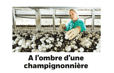 Coopération: à l’ombre d’une champignonnière Coopération: à l’ombre d’une champignonnière
