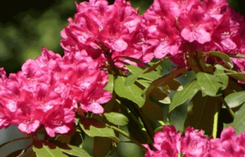 PhytoArk PhytoArk