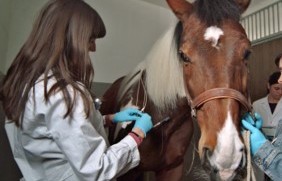 Vetsuisse Fakultät Vetsuisse Fakultät