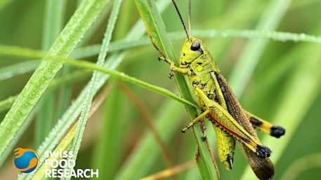 12ème réunion du groupe d'innovation sur les insectes