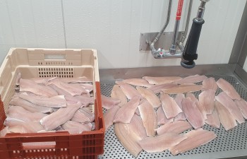 Pisciculture de la Gruyère Pisciculture de la Gruyère