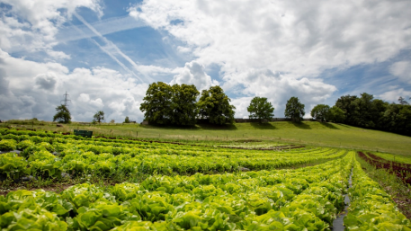 Les producteurs de légumes bio du Seeland lancent une nouvelle marque