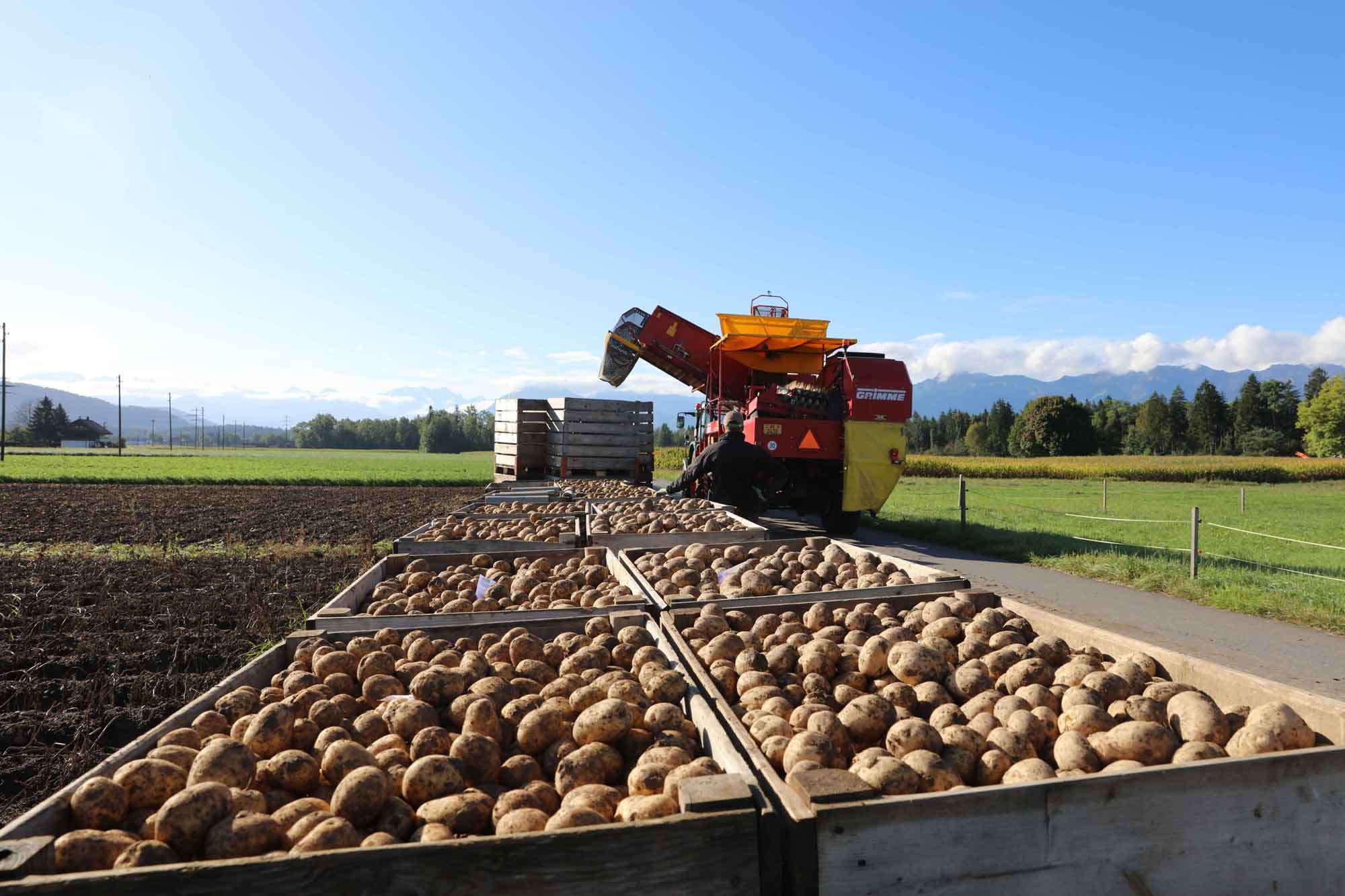 Champs de pommes de terre