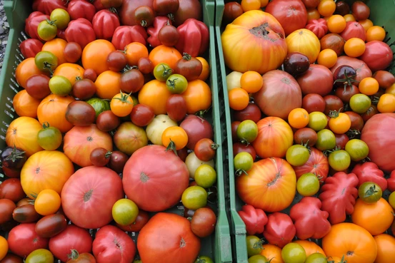 Tomates