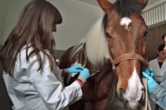 cheval