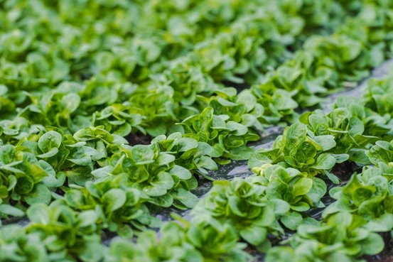 salades
