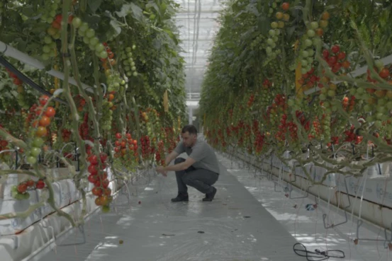 tomates