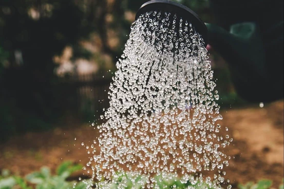 Arrosage à l'eau