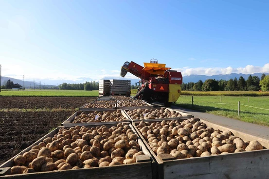 Champs de pommes de terre