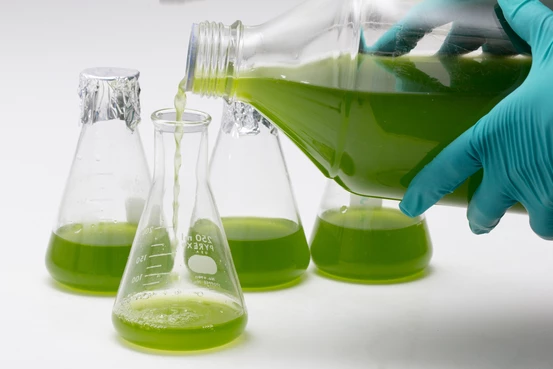 liquide vert versé dans des récipients