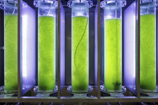 Liquide vert dans des récipients