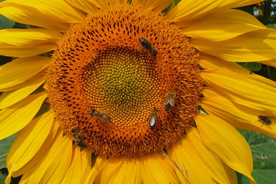 Un tournesol