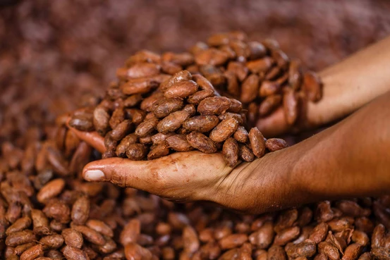 cacao