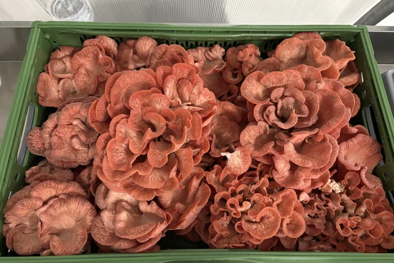 champignon