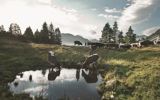 Paysage suisse