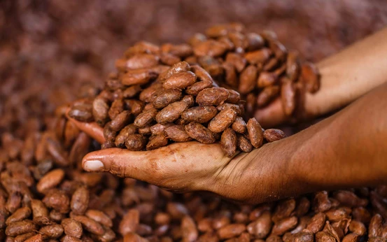 cacao
